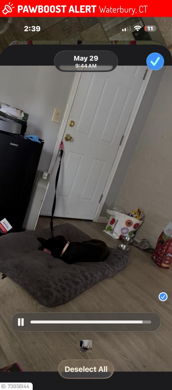 Lost Female Dog last seen Collins st, Waterbury, CT 06704