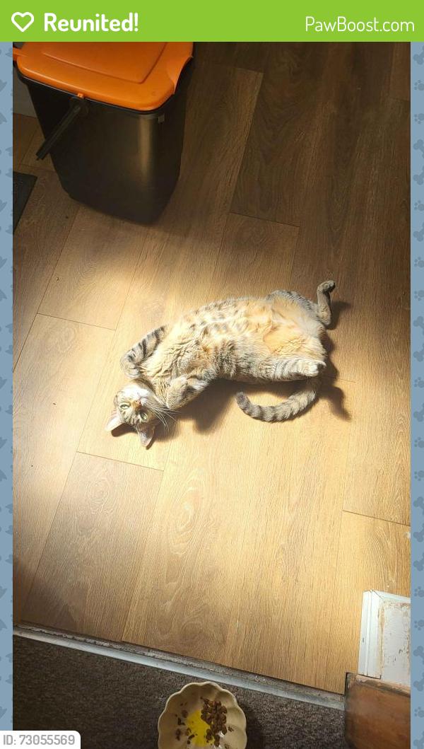 Reunited Female Cat last seen Near Alexandra road, Lincolnshire, England NG31 7AP