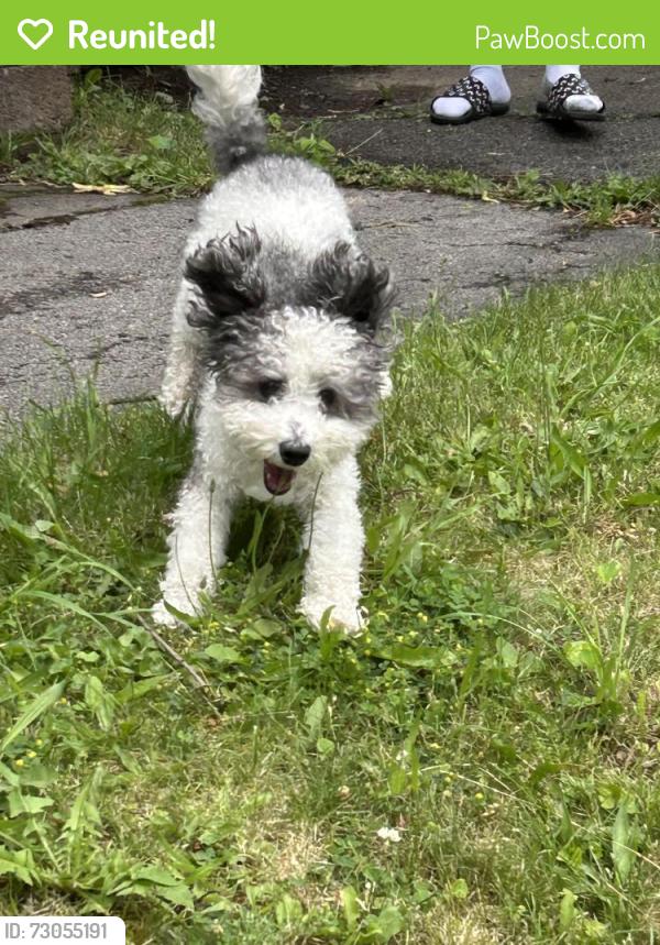 Reunited Unknown Dog last seen Avenue B, near Northside Avenue apmts , Schenectady, NY 12308