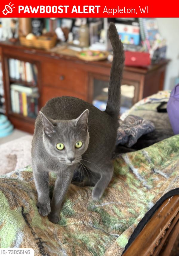 Lost Female Cat last seen S Gladys and E Harding, Appleton, WI 54915