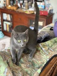 Lost Female Cat last seen S Gladys and E Harding, Appleton, WI 54915