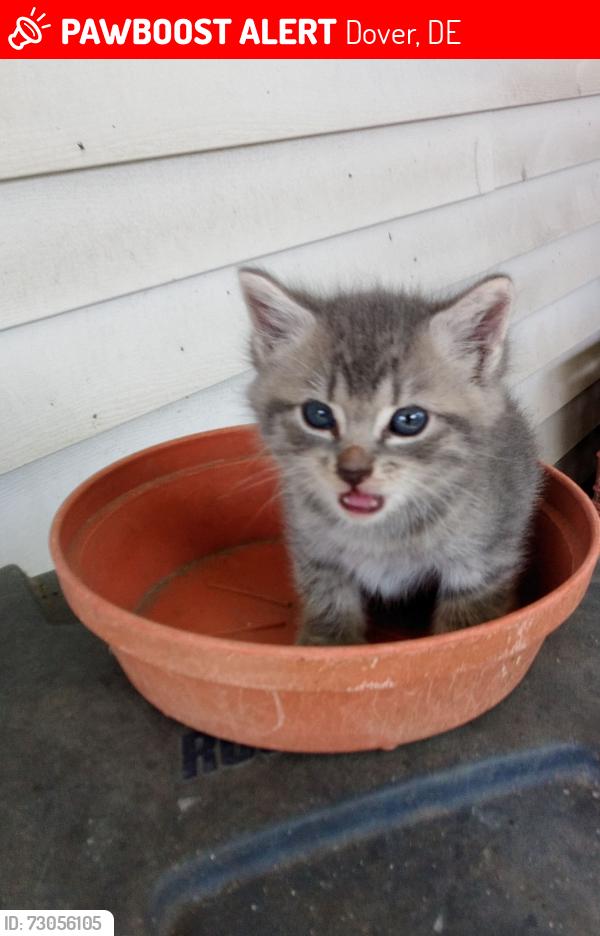 Lost Female Cat last seen South Dover/Camden, DE, Dover, DE 19904