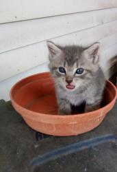 Lost Female Cat last seen South Dover/Camden, DE, Dover, DE 19904
