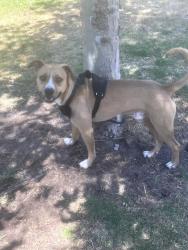 Found/Stray Male Dog last seen Haster& Chapman (pioneer park), Garden Grove, CA 92840