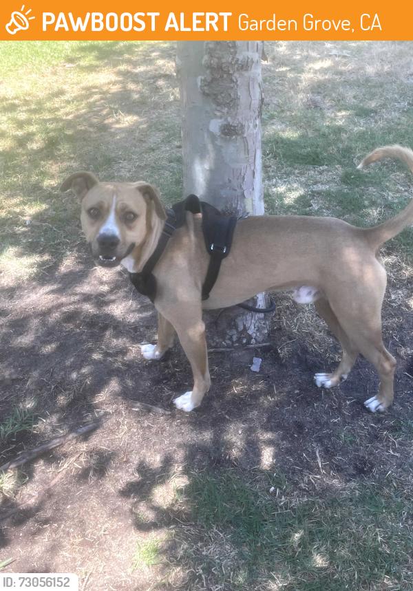 Found/Stray Male Dog last seen Haster& Chapman (pioneer park), Garden Grove, CA 92840