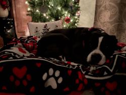 Reunited Female Dog last seen Koutnik Rd SE, Palm Bay, Palm Bay, FL 32909