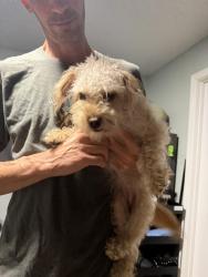 Reunited Female Dog last seen Tucker Ave St Cloud FL 34772, St. Cloud, FL 34772