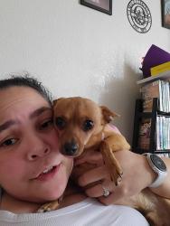 Reunited Male Dog last seen Tremont Ave., York, PA 17403