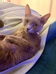 Lost Female Cat last seen Chandler Drive , Fair Lawn, NJ 07410