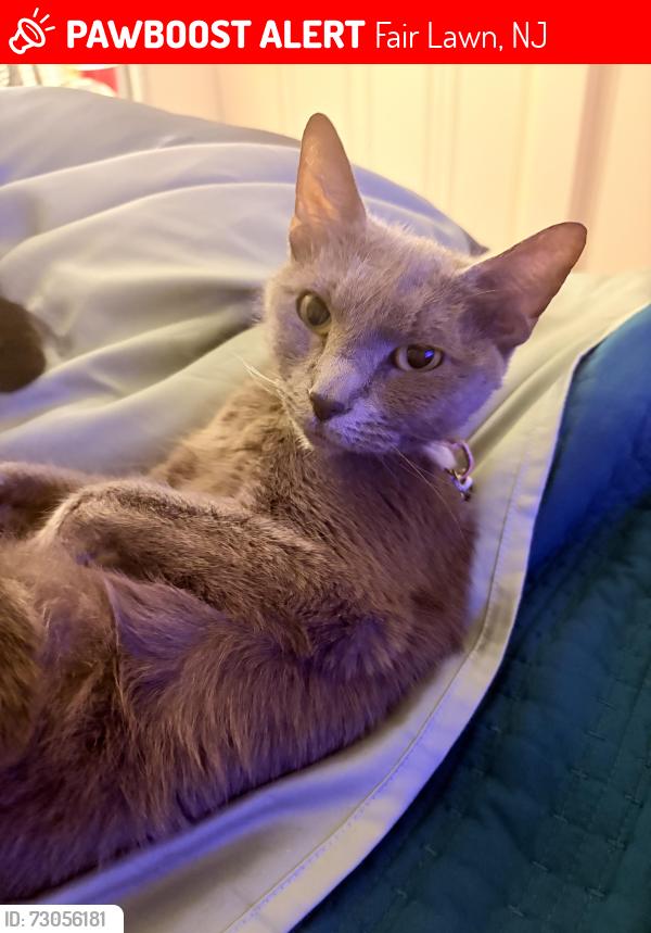 Lost Female Cat last seen Chandler Drive , Fair Lawn, NJ 07410