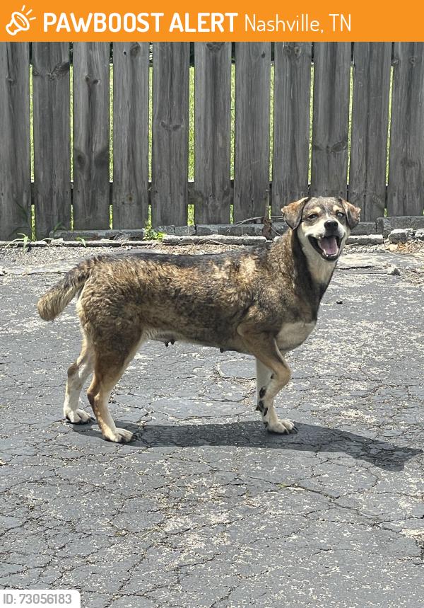 Found/Stray Female Dog last seen Omohundro dr, Nashville, TN 37210