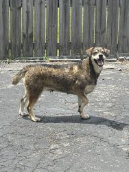 Found/Stray Female Dog last seen Omohundro dr, Nashville, TN 37210