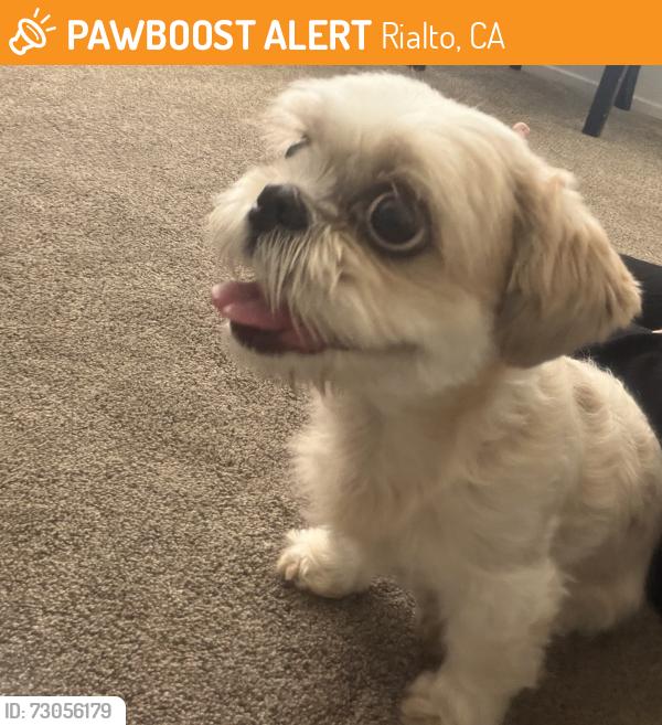 Found/Stray Female Dog last seen Palmetto , Rialto, CA 92377