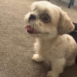 Found/Stray Female Dog last seen Palmetto , Rialto, CA 92377