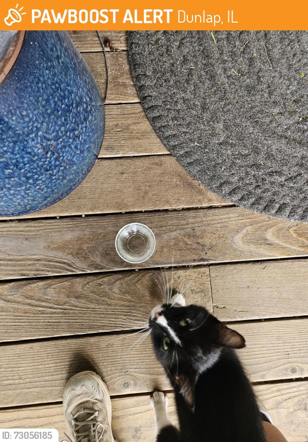 Found/Stray Female Cat last seen Dickison cemetery road and west brimfield jubilee road, Dunlap, IL 61525