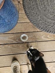 Found/Stray Female Cat last seen Dickison cemetery road and west brimfield jubilee road, Dunlap, IL 61525