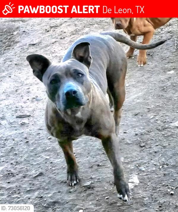 Lost Female Dog last seen De Leon, TX, De Leon, TX 76444