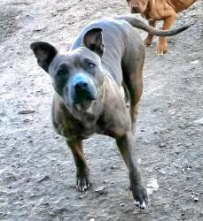 Lost Female Dog last seen De Leon, TX, De Leon, TX 76444