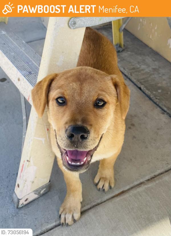 Found/Stray Female Dog last seen Cherry Hills, Menifee, CA 92586
