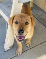 Found/Stray Female Dog last seen Cherry Hills, Menifee, CA 92586
