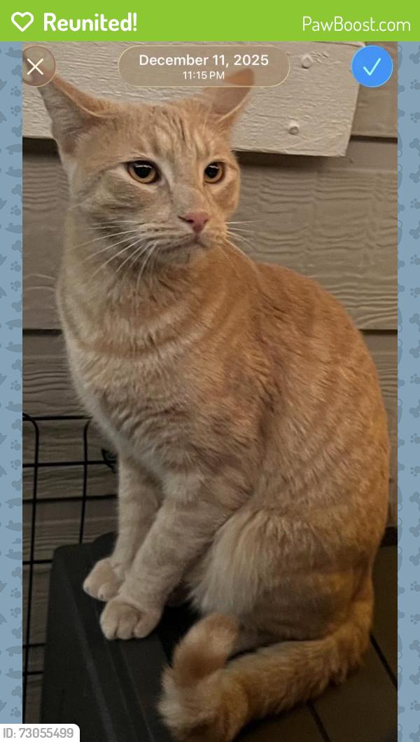 Reunited Male Cat last seen Seven tress / Rancho Dr , San Jose, CA 95111