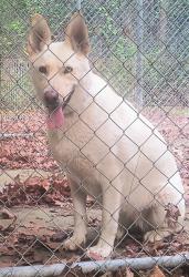 Found/Stray Female Dog last seen 288S / N Woolridge Rd, Chesterfield County, VA 23112
