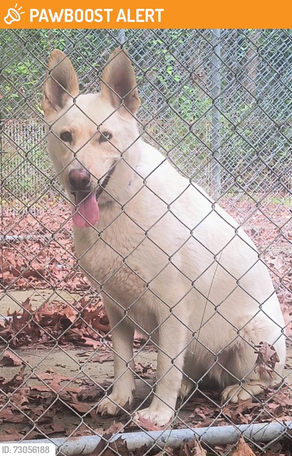 Found/Stray Female Dog last seen 288S / N Woolridge Rd, Chesterfield County, VA 23112