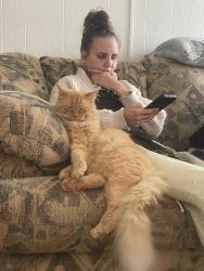 Lost Male Cat last seen Belmont Ave $ Sheffield, Indianapolis, IN 46221