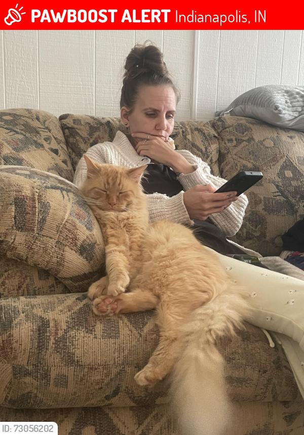 Lost Male Cat last seen Belmont Ave $ Sheffield, Indianapolis, IN 46221