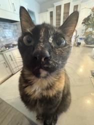 Lost Female Cat last seen River oaks dr across from Hoffman lane elementary, New Braunfels, TX 78132