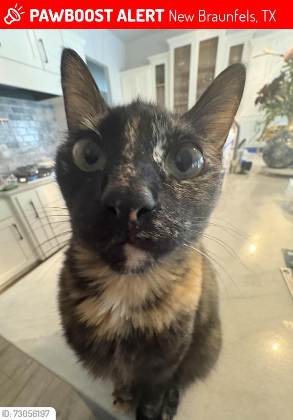 Lost Female Cat last seen River oaks dr across from Hoffman lane elementary, New Braunfels, TX 78132