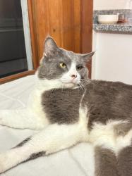 Lost Male Cat last seen S Harrison St by Billot Pest Control, Covington, LA 70433