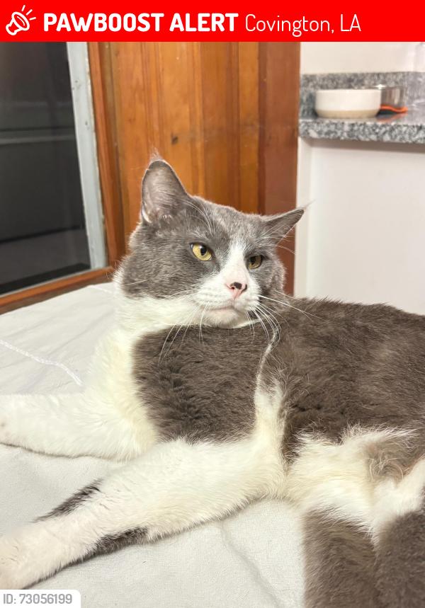 Lost Male Cat last seen S Harrison St by Billot Pest Control, Covington, LA 70433
