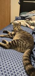 Reunited Male Cat last seen 26th & sycamore Hyvee , Sioux Falls, SD 57710