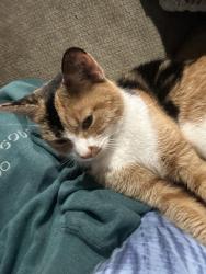 Lost Female Cat last seen Centennial and Holli springs, Colorado Springs, CO 80907