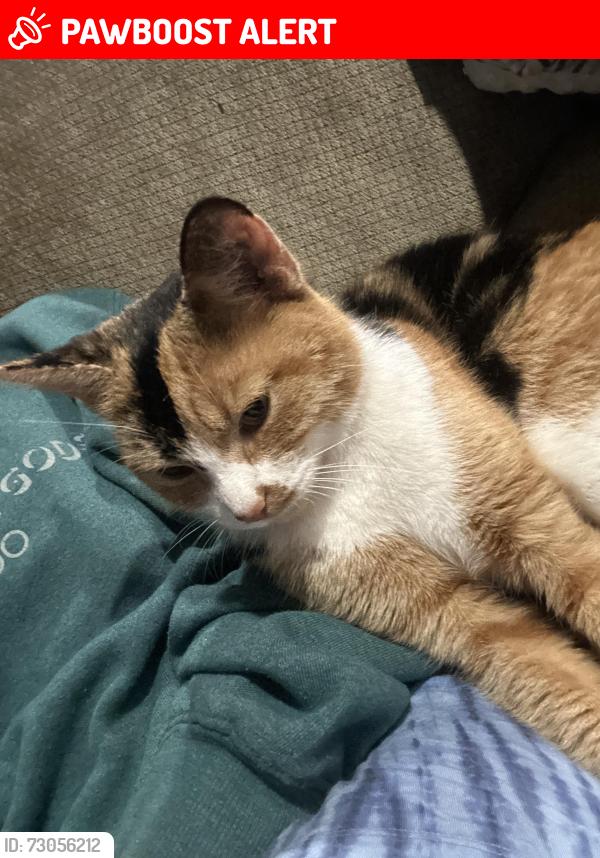 Lost Female Cat last seen Centennial and Holli springs, Colorado Springs, CO 80907