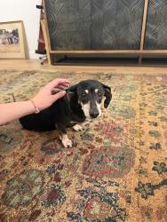 Found/Stray Female Dog last seen Parker and Independence, Plano, TX 75023