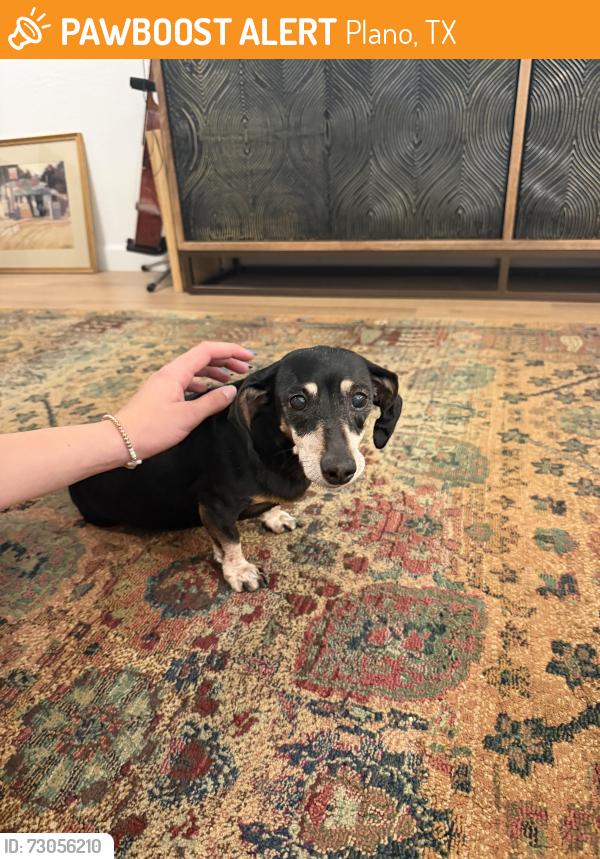 Found/Stray Female Dog last seen Parker and Independence, Plano, TX 75023