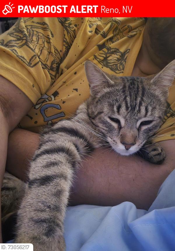 Lost Female Cat last seen Gibraltar st and chaparral st., Reno, NV 89509