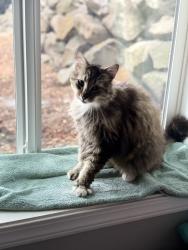 Found/Stray Unknown Cat last seen Between mirror lake elementary and Dash Point Road in federal way, Federal Way, WA 98023