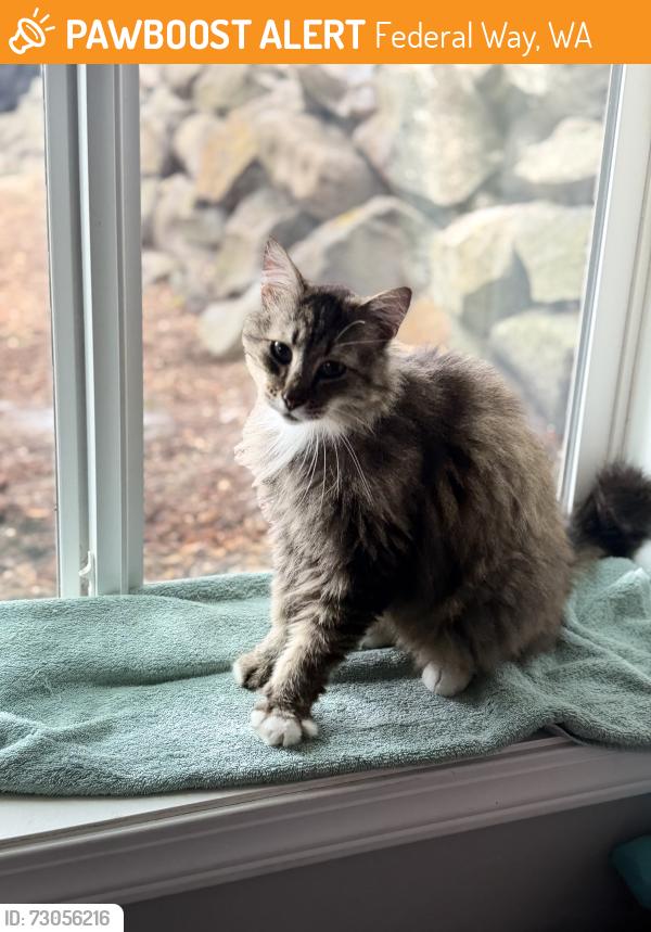 Found/Stray Unknown Cat last seen Between mirror lake elementary and Dash Point Road in federal way, Federal Way, WA 98023