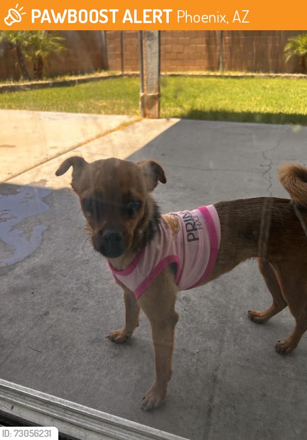 Found/Stray Female Dog last seen N 87th ave & W Thomas Rd, Phoenix, AZ 85037