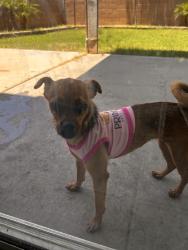 Found/Stray Female Dog last seen N 87th ave & W Thomas Rd, Phoenix, AZ 85037