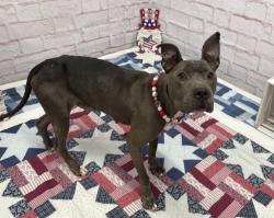 Shelter Stray Female Dog last seen Near BLOCK PICKFORD ST, DETROIT MI 48219, 7401 Chrysler Dr, Detroit, MI 48211, USA