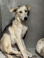 Shelter Stray Male Dog last seen Near BLOCK E MESA DR, 333 Chandler Pl, San Bernardino, CA 92408, USA
