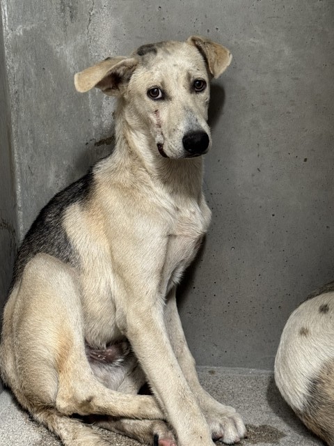 Shelter Stray Male Dog last seen Near BLOCK E MESA DR, 333 Chandler Pl, San Bernardino, CA 92408, USA