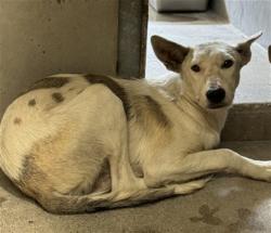 Shelter Stray Male Dog last seen Near BLOCK E MESA DR, 333 Chandler Pl, San Bernardino, CA 92408, USA