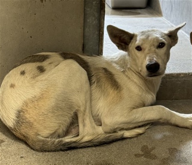 Shelter Stray Male Dog last seen Near BLOCK E MESA DR, 333 Chandler Pl, San Bernardino, CA 92408, USA