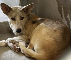 Shelter Stray Male Dog last seen Near BLOCK E MESA DR, 333 Chandler Pl, San Bernardino, CA 92408, USA