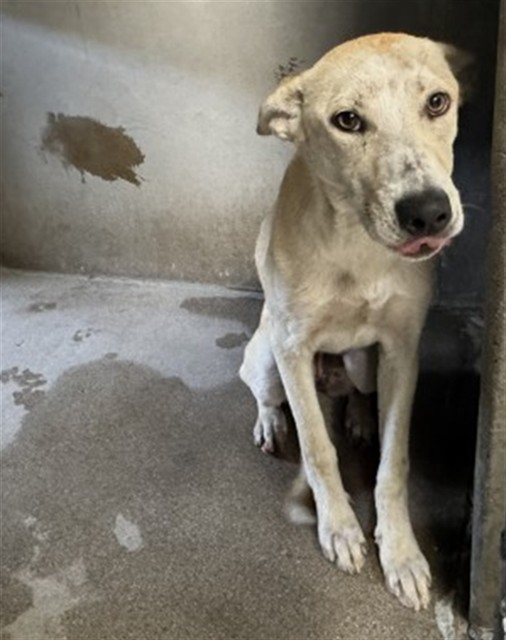 Shelter Stray Female Dog last seen Near BLOCK E MESA DR, 333 Chandler Pl, San Bernardino, CA 92408, USA